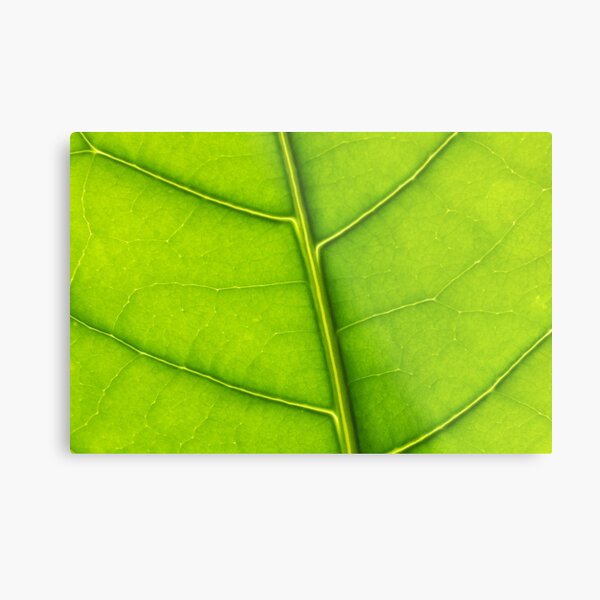 Eco green leaf Metal Print