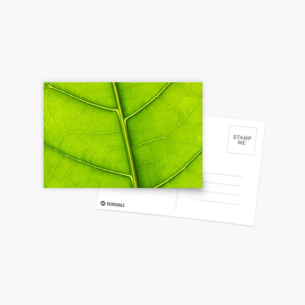 Eco green leaf Postcard