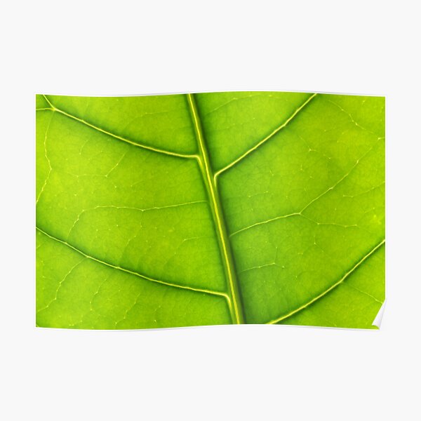 Eco green leaf Poster