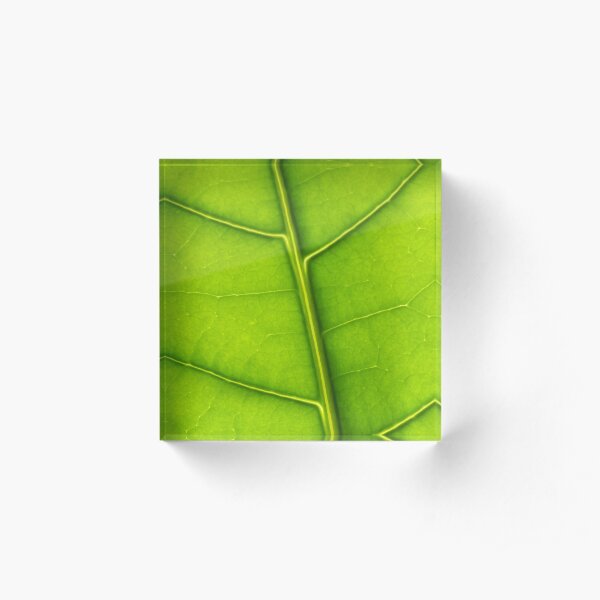 Eco green leaf Acrylic Block