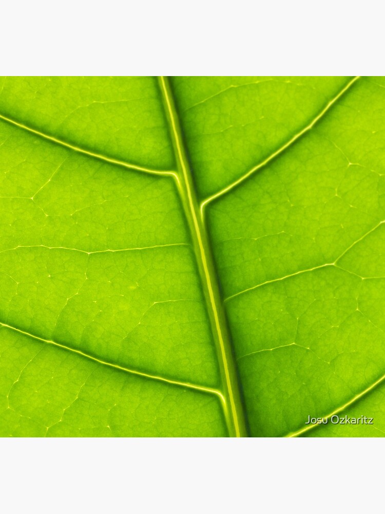 Eco green leaf by Joshollywood