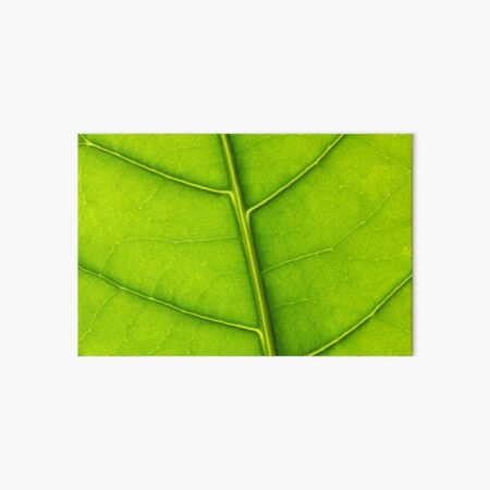 Eco green leaf Art Board Print