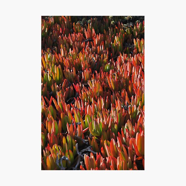 San Simion Succulents Photographic Print