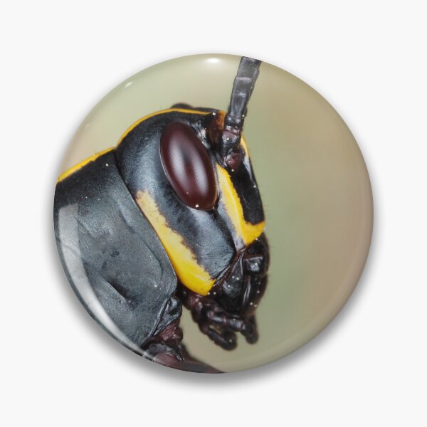 Item preview, Florida lubber grasshopper Romalea microptera nymph designed and sold by SDym Photography.