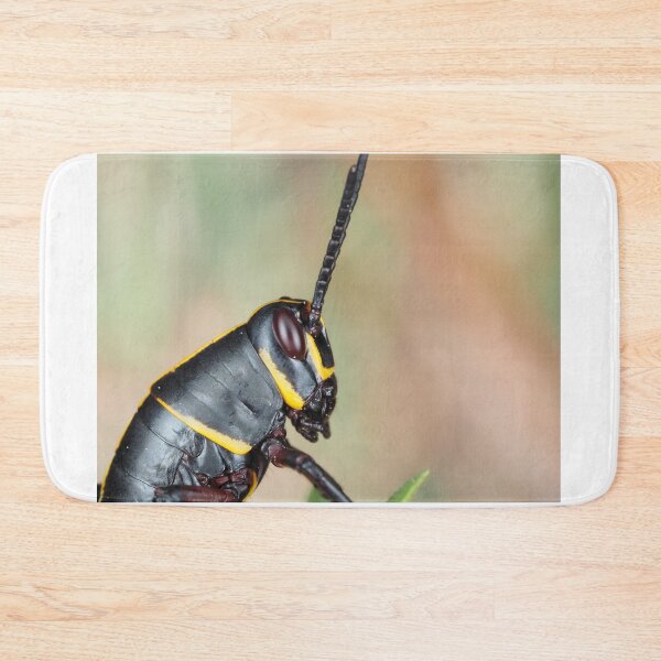Item preview, Florida lubber grasshopper Romalea microptera nymph designed and sold by SDym Photography.