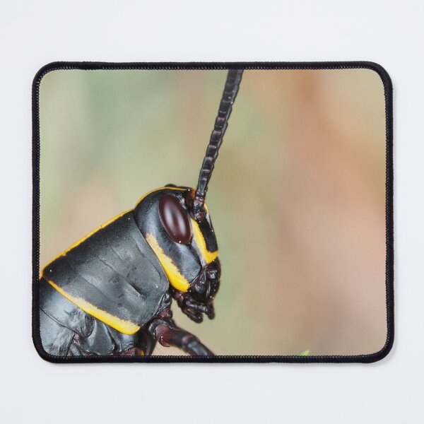 Item preview, Florida lubber grasshopper Romalea microptera nymph designed and sold by SDym Photography.