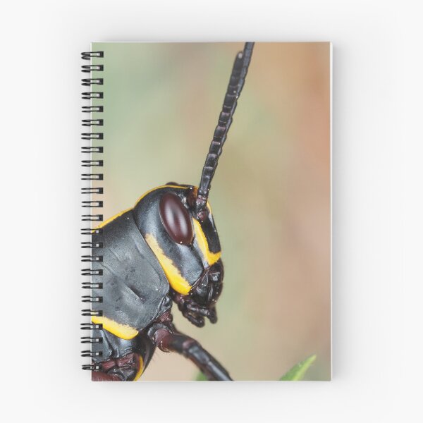 Item preview, Florida lubber grasshopper Romalea microptera nymph designed and sold by SDym Photography.