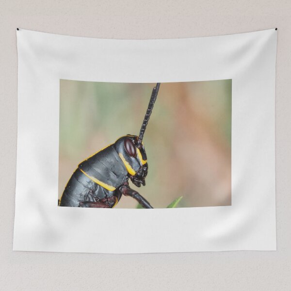 Item preview, Florida lubber grasshopper Romalea microptera nymph designed and sold by SDym Photography.
