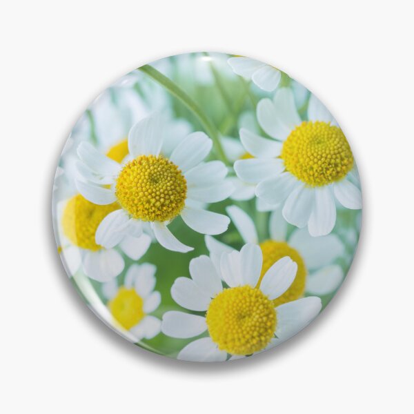 Item preview, White Daisies designed and sold by assaf.