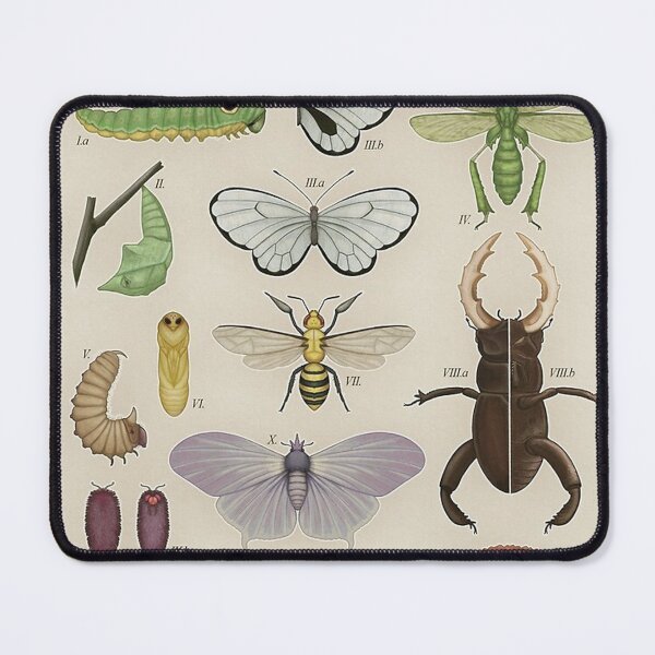 Item preview, Insects from the Kanto Region Poster designed and sold by tiara-Sathori.