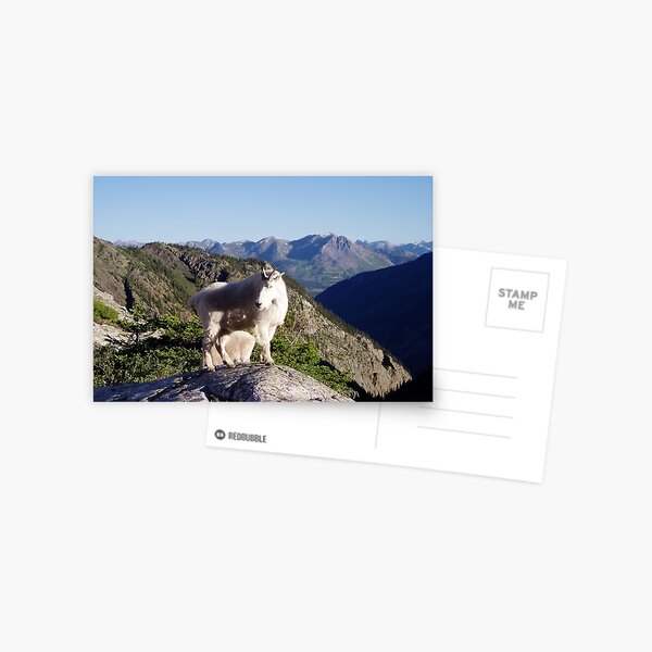 San Juans Mountain Goats Postcard