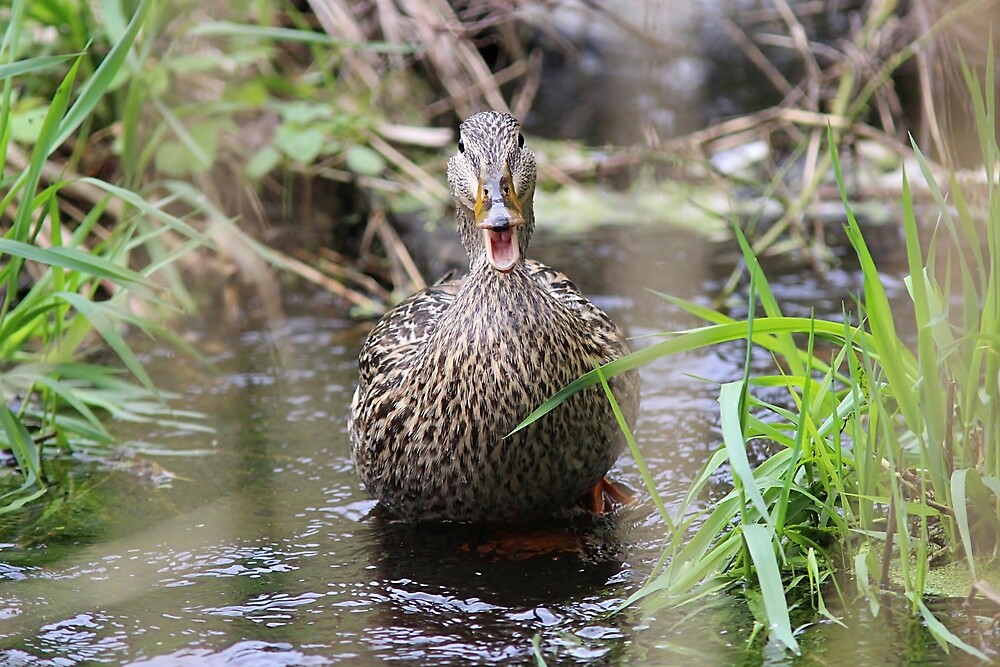 "Quack mallard hen" by Linda Crockett Redbubble