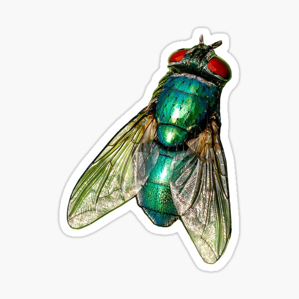 Item preview, Greenbottle Fly designed and sold by OwlOccasions.