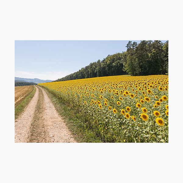 Item preview, Rural path beside a sunflower field designed and sold by StohlerPhotos.