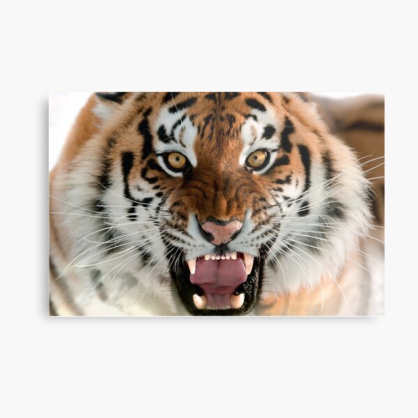 Siberian Tiger Portrait. Aggressive Stare Face Meaning Danger for