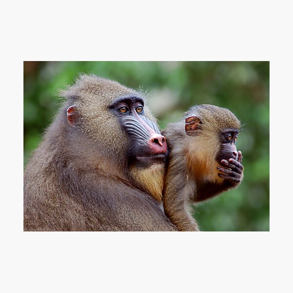 Two of a Kind Photographic Print