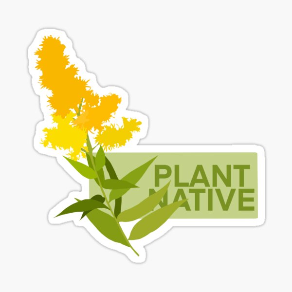 Item preview, Goldenrod Plant Native Botanical Illustration designed and sold by Furkid Studio.