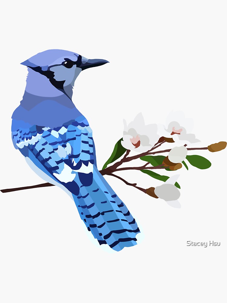 Premium Vector  Bird blue jay on branch. vector hand drawn illustration.