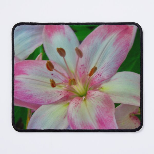 Item preview, Pink Stargazer Lily designed and sold by Shulie1.