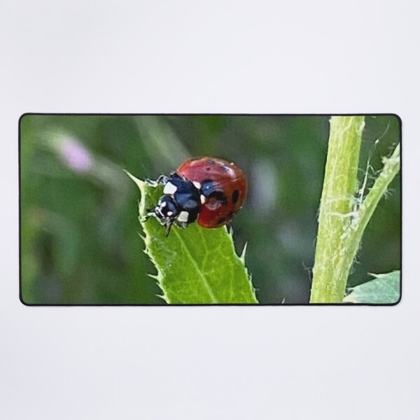 Item preview, Lady Bug, Lady Bird designed and sold by LifeSpice.