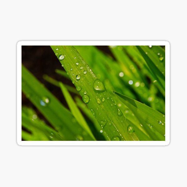 rain drops Sticker