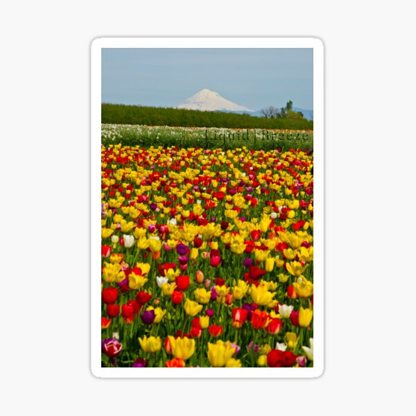 Postcard Sticker