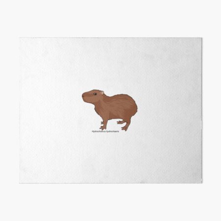 Prints of Digital illustration of Capybara (Hydrochoerus