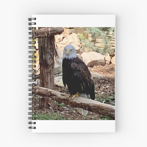 Item preview, Bald eagle designed and sold by Nature Photography by Wendi Gordon.
