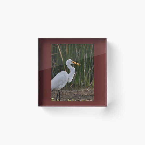 Item preview, Elegant white heron in the wetland 	 	 designed and sold by gzijwlzyjmf98.