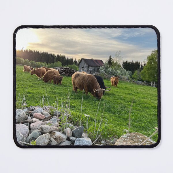 Item preview, Scottish Highland Cattle Cows 4435 designed and sold by SaarelaHighland.