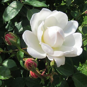 Artwork thumbnail, White Rose by DDHA