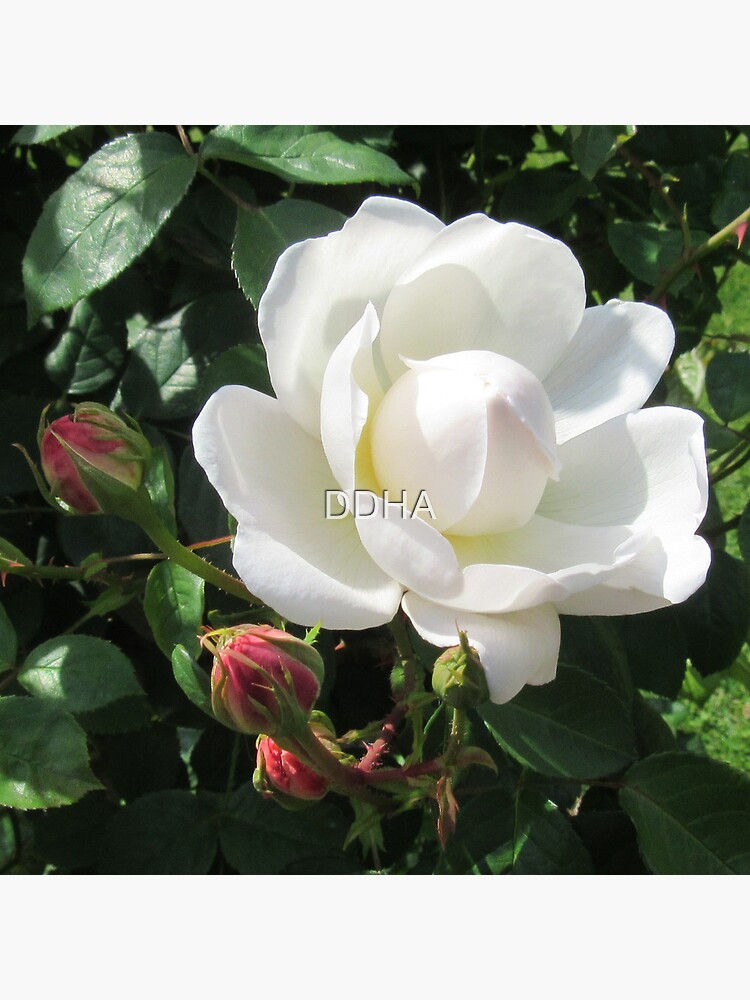 Thumbnail 5 of 5, Coasters (Set of 4), White Rose designed and sold by DDHA.