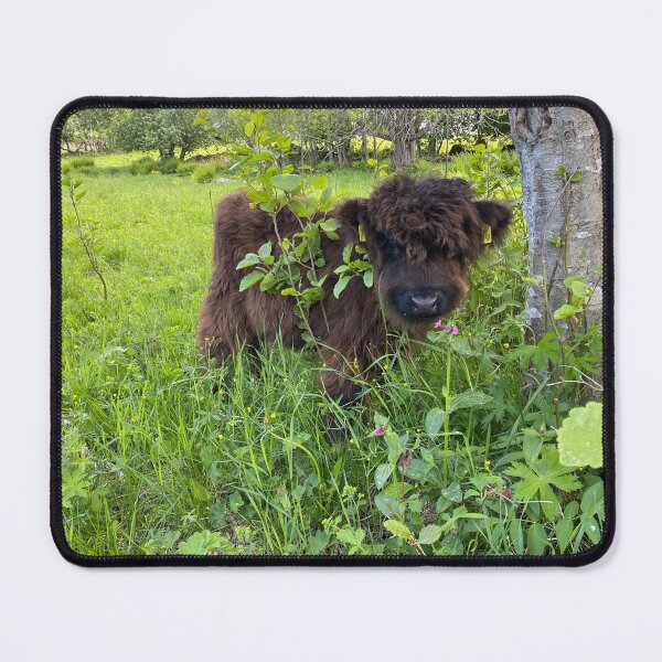 Item preview, Scottish Highland Cattle Calf 4446 designed and sold by SaarelaHighland.