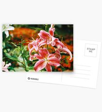 Rubrum Lilly Postcards