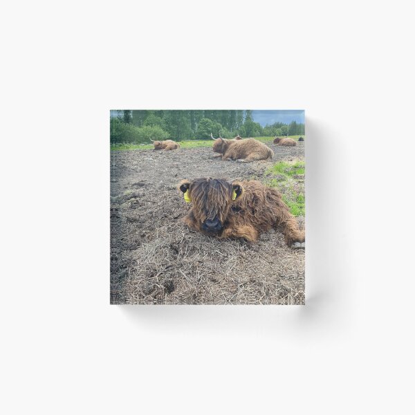 Item preview, Scottish Highland Cattle Calf 4452 designed and sold by SaarelaHighland.