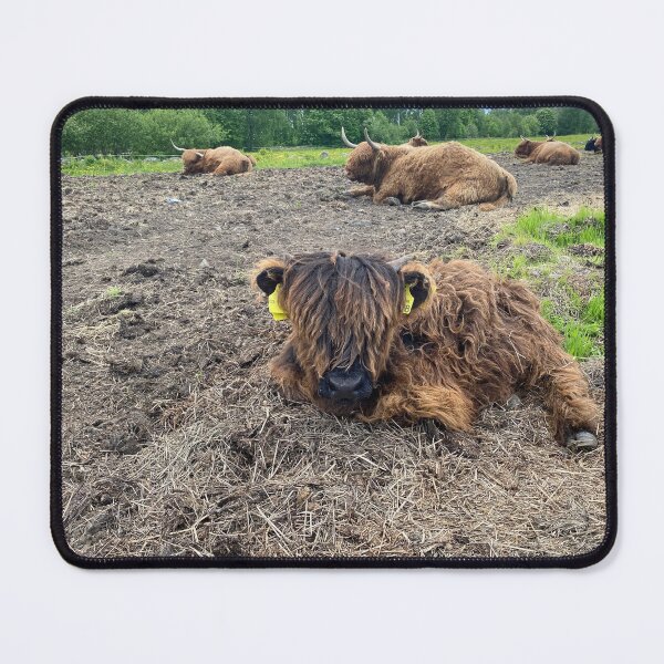Item preview, Scottish Highland Cattle Calf 4452 designed and sold by SaarelaHighland.