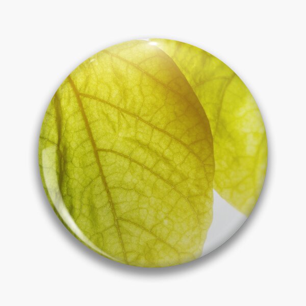 Item preview, Catalpa bignonioides tree big green leaf close-up under bright sunlight designed and sold by Grégory DUBUS.