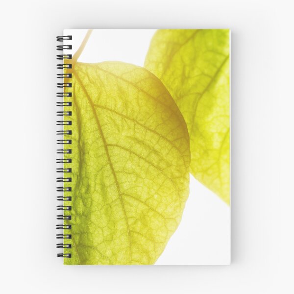 Item preview, Catalpa bignonioides tree big green leaf close-up under bright sunlight designed and sold by Grégory DUBUS.