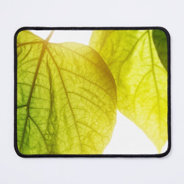 Item preview, Catalpa bignonioides tree big green leaf close-up under bright sunlight designed and sold by Grégory DUBUS.