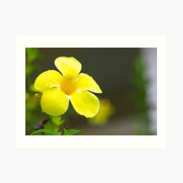 Yellow flower Art Print