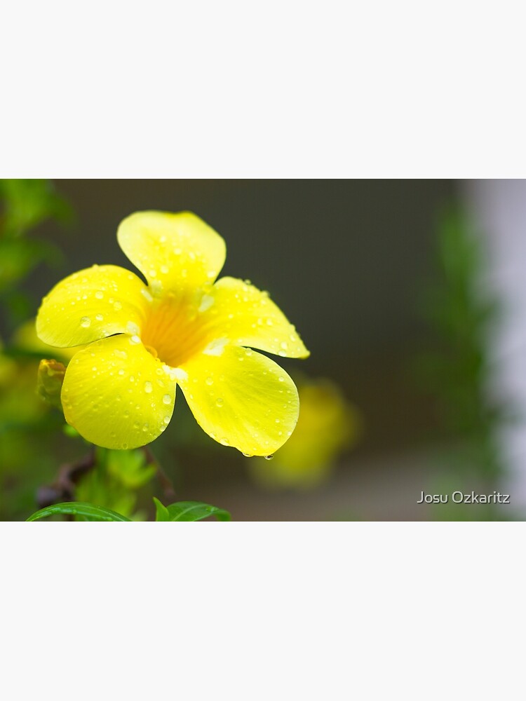 Yellow flower by Joshollywood