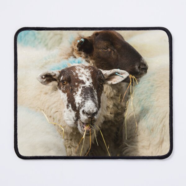 Item preview, Lunchtime for Sheep designed and sold by Jane Stanley Photography.