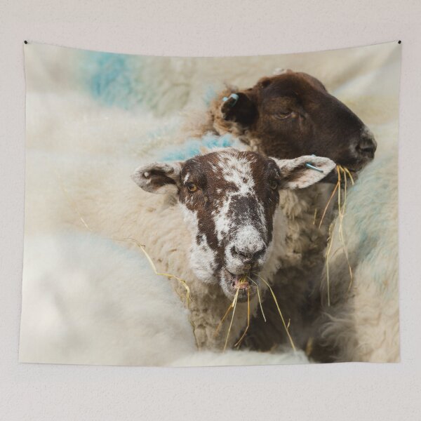 Item preview, Lunchtime for Sheep designed and sold by Jane Stanley Photography.