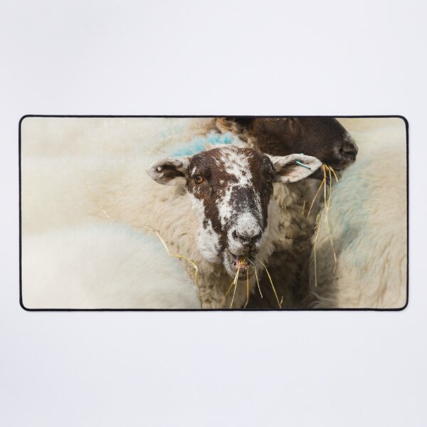 Item preview, Lunchtime for Sheep designed and sold by Jane Stanley Photography.