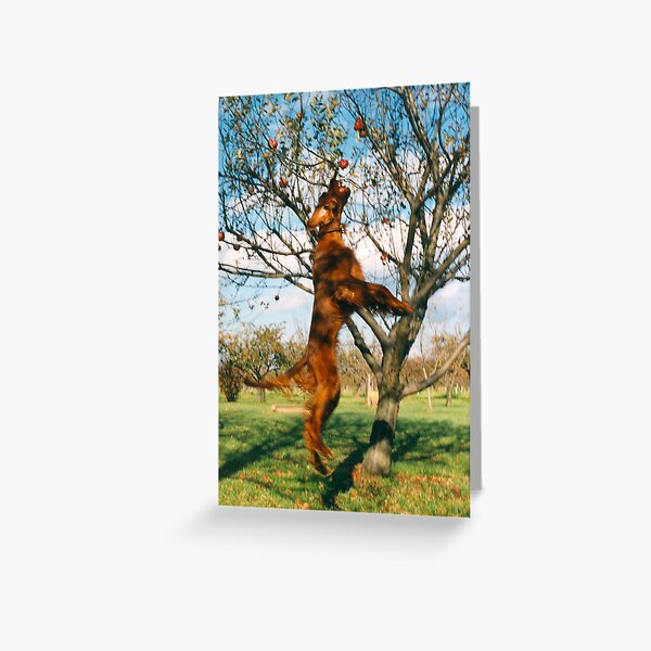 anyone for an apple Greeting Card