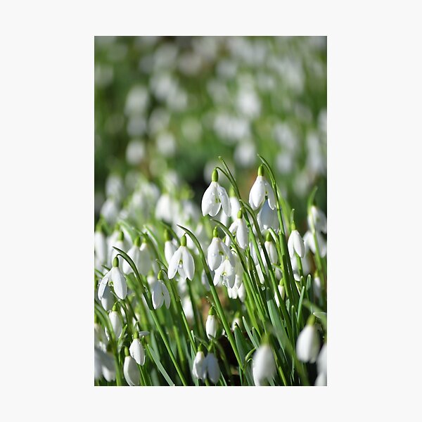 Item preview, Spring fresh designed and sold by ArtKeeper.