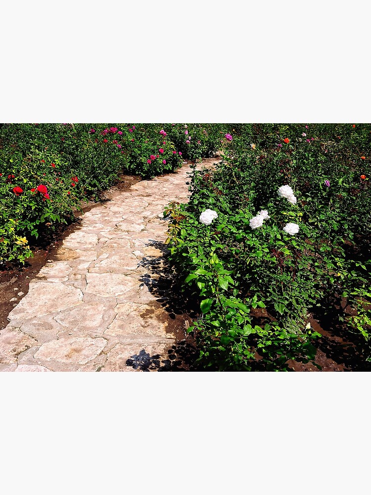 Thumbnail 3 of 3, Photographic Print, Rose Garden designed and sold by Mallorn.
