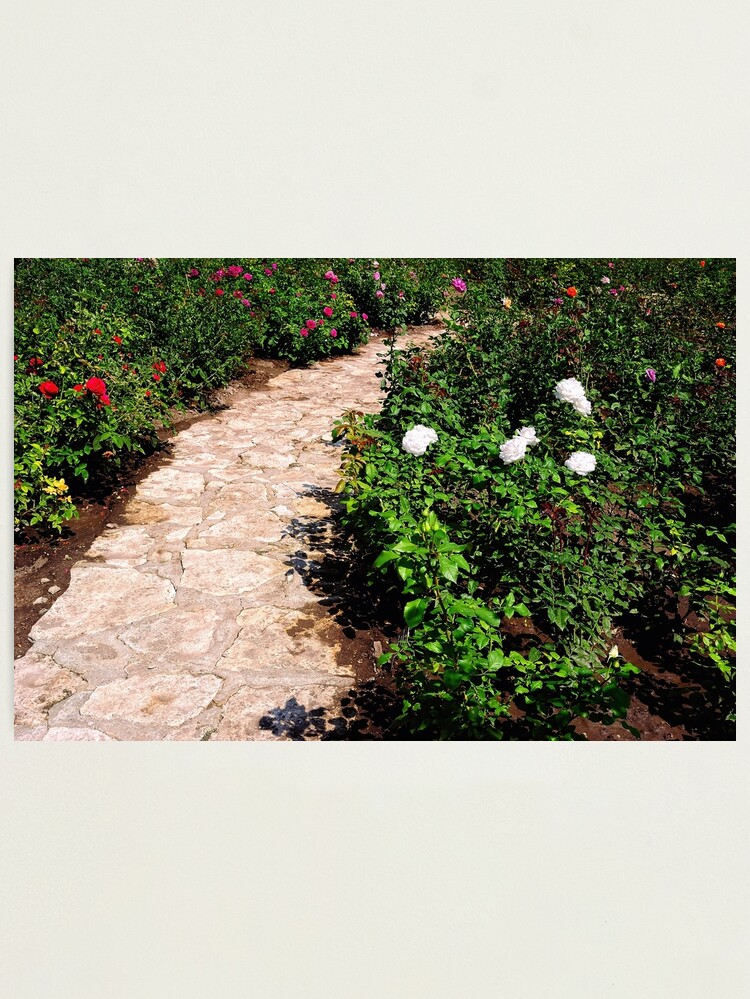Thumbnail 1 of 3, Photographic Print, Rose Garden designed and sold by Mallorn.