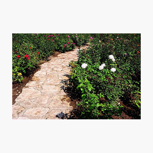 Rose Garden Photographic Print