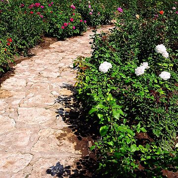 Artwork thumbnail, Rose Garden by Mallorn